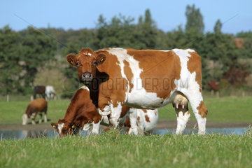 Lehmkuhlen  Deutschland  braun-weiss gescheckte Kuehe auf einer Weide in Lehmkuhlen