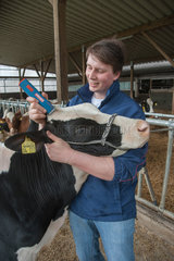 Rendswuehren  Deutschland  Timm Staggen ist Preisrichter fuer Rinderschauen  Rinderzuechter und Landwirt
