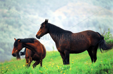 Pferde auf einer Weide in den Vogesen  Elsass