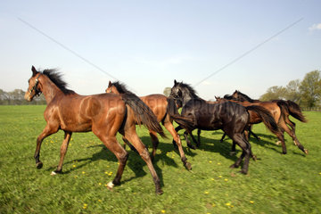 Goerlsdorf  Pferde in Bewegung auf der Weide
