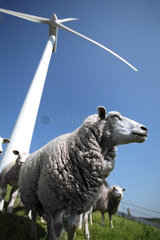 Husum  Deutschland  Schafe auf einer Weide vor einem Windrad