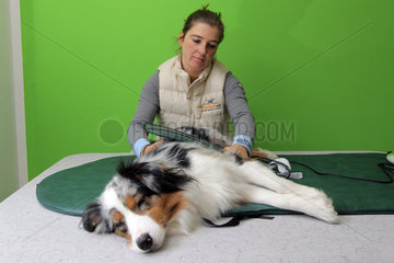 Wees  Deutschland  ein Australian Shepherd Hund bei der Magnetfeldtherapie in der Physiotherapie-Praxis Tierisch fit