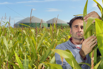 Wees  Deutschland  Maisfeld mit einer Biogasanlage