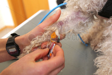 Flensburg  Deutschland  eine Tieraerztin nimmt einem Hund Blut ab