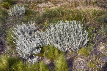 Flora in Patagonien
