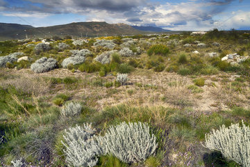Flora in Patagonien