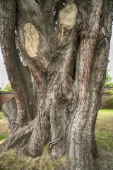 Lenga Baum