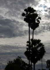 Kampong Cham  Kambodscha  Palmen im Gegenlicht