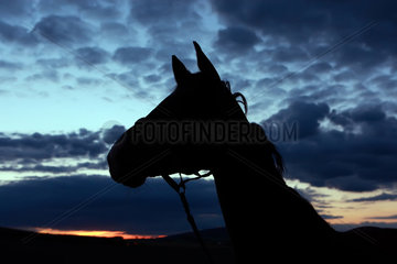 Oberoderwitz  Deutschland  Silhouette  Pferd bei Daemmerung im Portrait