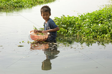 Phnom Penh  Kambodscha  ein Junge sucht Schnecken auf einer Wasserspinatplantage