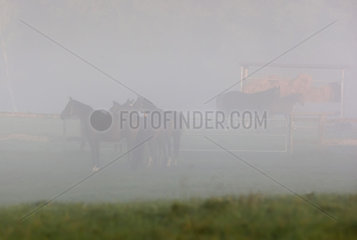 Goerlsdorf  Deutschland  Pferde im Nebel auf der Weide