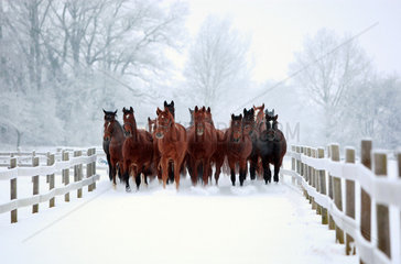 Graditz  Deutschland  Pferde im Winter auf dem Weg zur Koppel