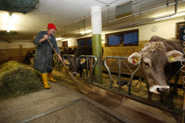 Tirol  ein Bauer fuettert seine Kuehe im Stall