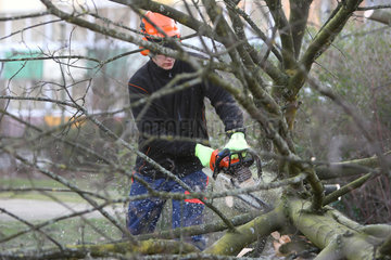 Hamm  Deutschland  junger Auszubildender zersaegt einen Baum