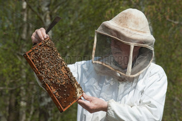 Hochdonn  Deutschland  Imker Horst Leffler aus Hochdonn mit seinen Bienen