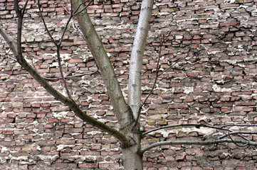 Kahler Baum vor Brandmauer  Berlin