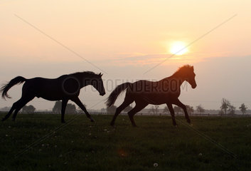 Graditz  Deutschland  Pferde im Galopp bei Sonnenaufgang auf der Weide