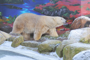 Neumuenster  Deutschland  Eisbaer - Kap - im Tierpark Neumuenster
