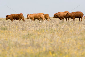 Caceres  Spanien  Kuehe und Bullen auf der Weide