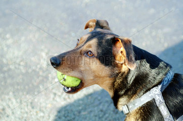 Berlin  ein Hund mit Ball in der Schnauze