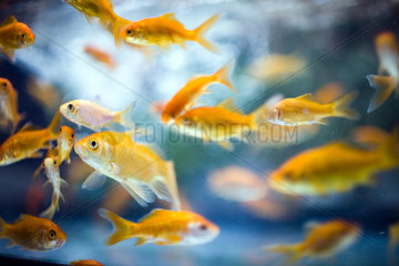 Sevilla  Spanien  Goldfische in einem Aquarium
