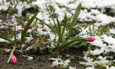 Rote Tulpen im Schnee  Berlin