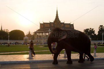 Phnom Penh  Kambodscha  ein Elefant vor dem Koenigspalast