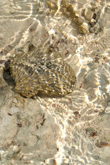 Safaga  Blick auf eine Muschel unter Wasser