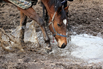 Neuenhagen  Pferd scharrt im Winter auf der Koppel in einer Pfuetze