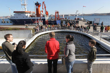 Kiel  Deutschland  oeffentliche Seehundfuetterung beim IFM-Geomar an der Kiellinie am Kieler Hafen