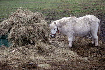 Neustadt (Dosse)  Pony frisst Heu auf der Koppel