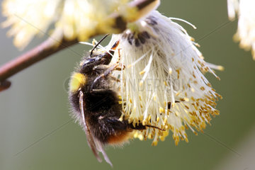 Hovmantorp  Schweden  Wiesenhummel sammelt Pollen aus einem bluehenden Weidenkaetzchen der Salweide