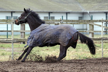 Neuenhagen  Pferd bremst im vollen Galopp vor dem Zaun einer Sandkoppel ab