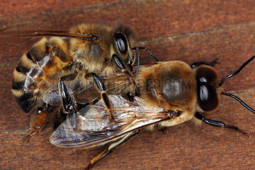 Berlin  Deutschland  Honigbiene (oben) schiebt eine Drohne aus dem Bienenstock