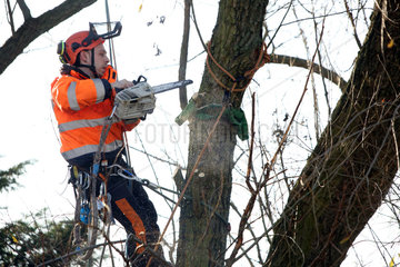 Berlin  Deutschland  Mitarbeiter des Gartenbauamtes saegt einen morschen Ast aus einem Baum
