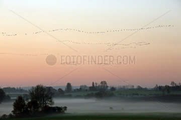 Goerlsdorf  Deutschland  Wildgaense fliegen an einem nebligen Morgen ueber die Felder der Uckermark