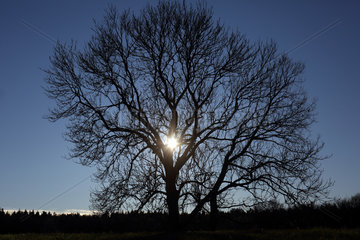 Neu Kaetwin  Deutschland  Sonne scheint im Winter durch einen blattlosen Baum