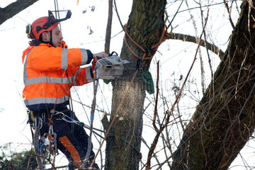 Berlin  Deutschland  Mitarbeiter des Gartenbauamtes saegt einen morschen Ast aus einem Baum