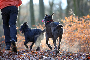 Neu Kaetwin  Deutschland  Symbolfoto  Joggen im Wald mit Hunden
