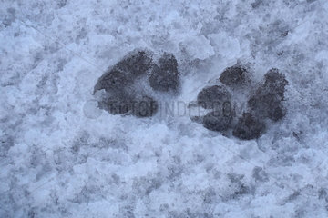 Ahlbeck  Deutschland  Pfotenabdruecke eines Hundes im Schnee
