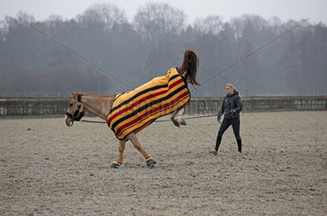 Neustadt (Dosse)  Pferd schlaegt beim Longieren aus