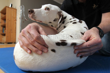 Maasbuell  Deutschland  ein Hundeosteopath behandelt einen braunen Dalmatiner