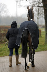 Neustadt (Dosse)  Pferd wird im Winter auf einem Turnier mit Decke gefuehrt