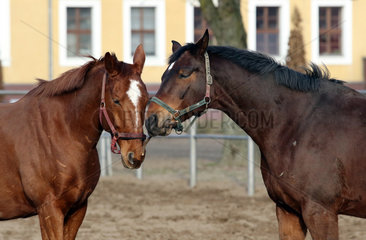 Neustadt (Dosse)  Pferde spielen auf einem Sandpaddock mit einem Ast