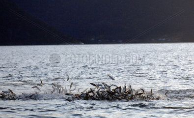 Orkas jagen Heringe im Tysfjord (Norwegen)