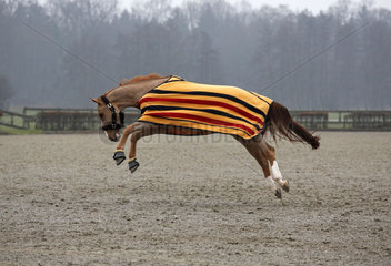 Neustadt (Dosse)  Pferd mit Decke buckelt auf einem Reitplatz