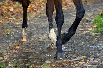 Hannover  Deutschland  Pferd laeuft im Herbst durch eine Pfuetze