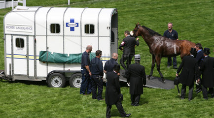Ascot  Grossbritannien  verletztes Pferd wird in einen Haenger der Pferdeambulanz verladen