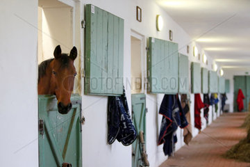 Neustadt (Dosse)  Pferd im Stall schaut aus seiner Box heraus