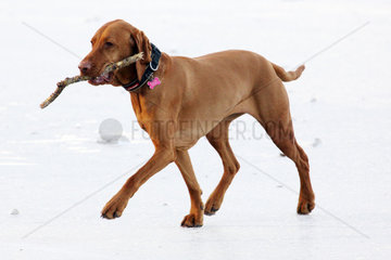 Berlin  Deutschland  Kurzhaariger Ungarischer Vorstehhund (Magyar Vizsla) apportiert einen Ast